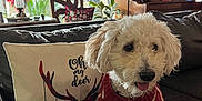 Charlotte is registered to the contest to win money with this photo: chair, christmas_tree, couch, cozy, curly_fur, decorations, dog, festive, holiday_decor, indoor, lamp, living_room, nutcracker, piano, pillow, plant, red_sweater, stockings, white_dog, window
