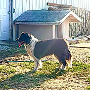 Sirus joined the competition — help win amazing prizes! animal, black_and_white, canine, dog, doghouse, door, fence, grass, nature, outdoor, pet, playful, shadow, standing, sunlight, sunny, tongue, tongue_out, wood, yard