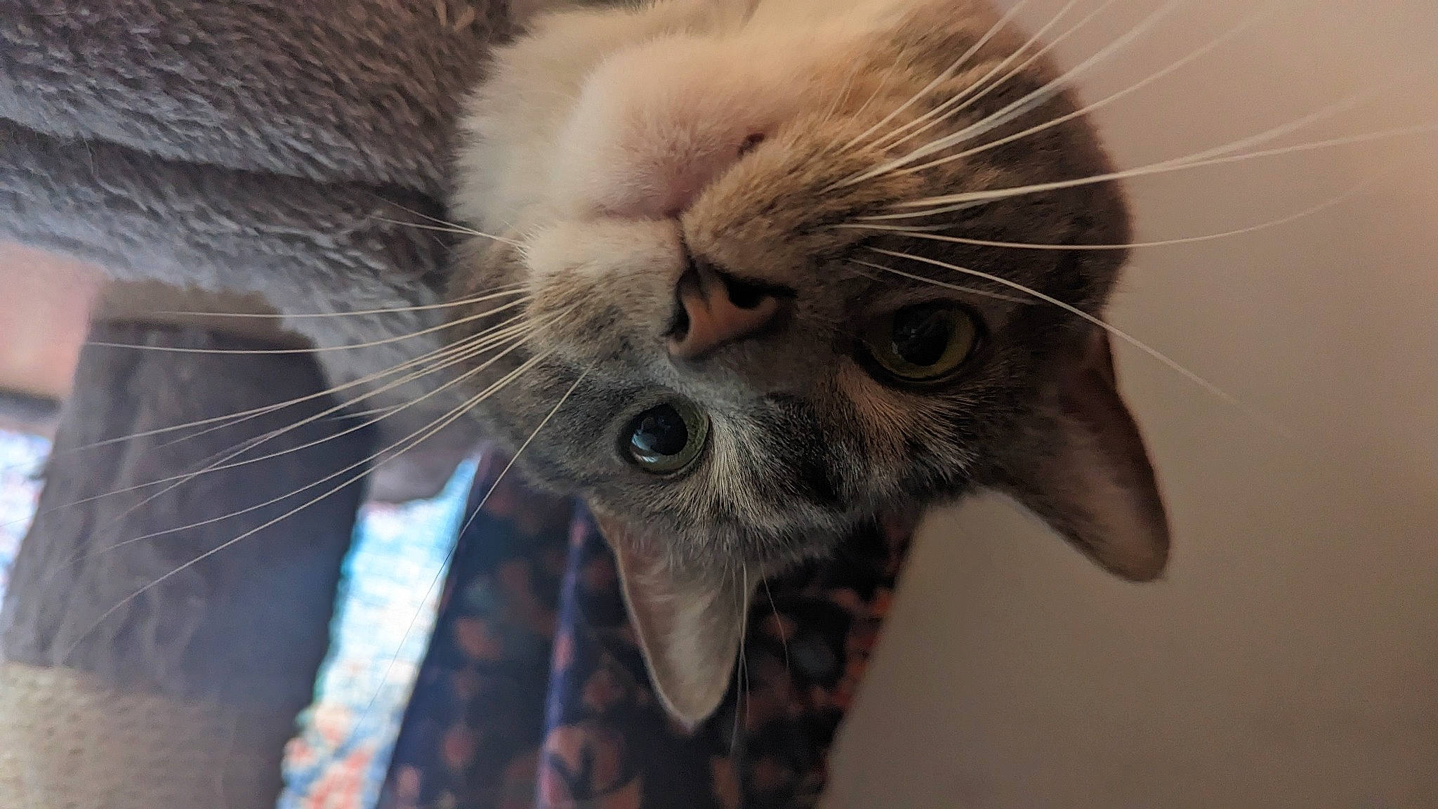 Cleo is registered to the contest to win money with this photo: carnivore, cat, claw, close_up, domestic_short_haired_cat, ear, fang, fawn, felidae, fur, iris, macro_photography, nose, organism, paw, small_to_medium_sized_cats, snout, tail, whiskers, wildlife