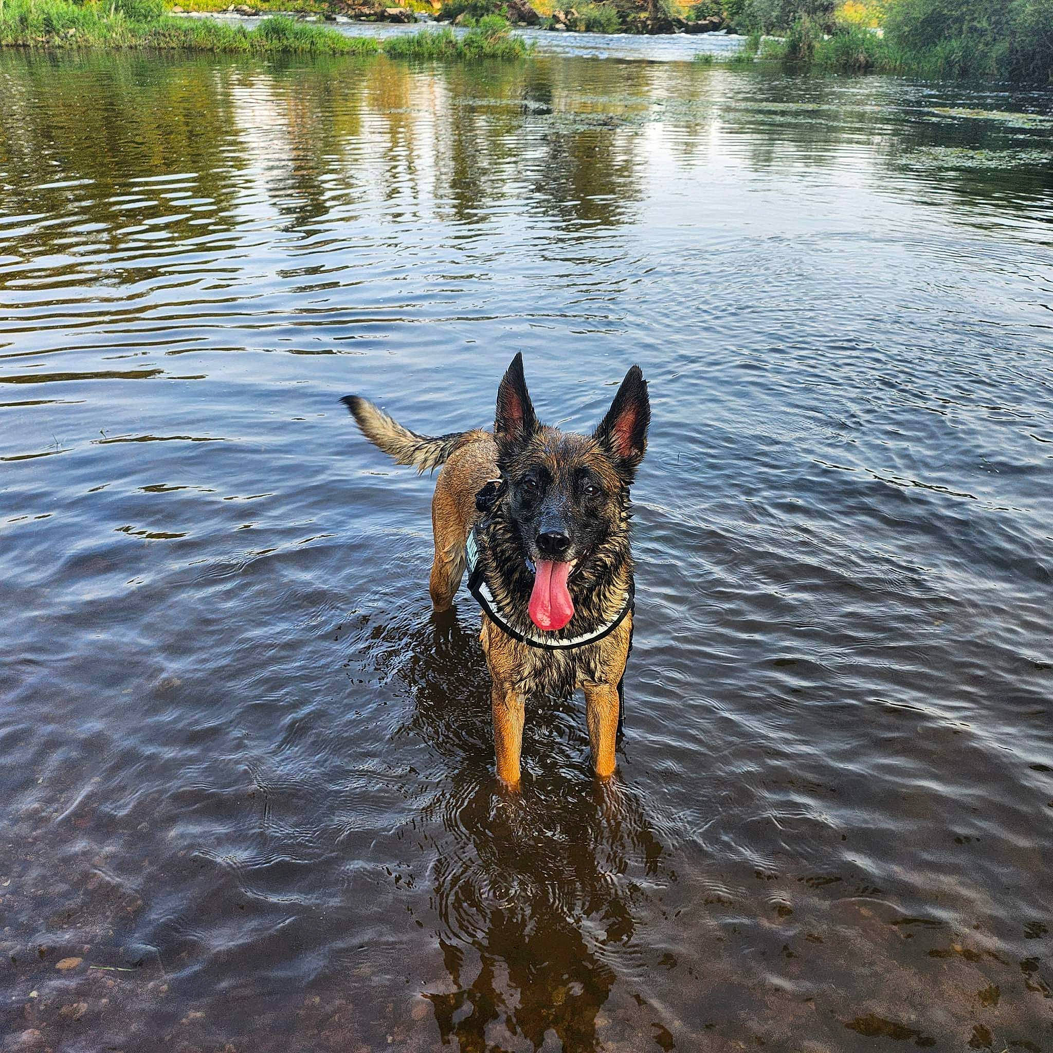 Laya participe au concours pour gagner de l'argent avec cette photo : bank, canidae, carnivore, collar, dog, dog_breed, east_european_shepherd, guard_dog, herding_dog, lake, old_german_shepherd_dog, plant, recreation, reflection, sporting_group, water, water_resources, watercourse, working_animal, working_dog