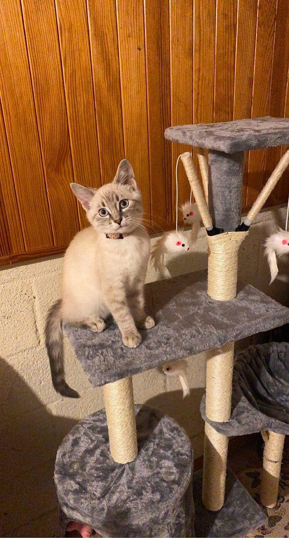 Louna a rejoint le concours — aidez-le/la à gagner de superbes lots ! carnivore, cat, cat_furniture, cat_supply, chair, comfort, domestic_short_haired_cat, fawn, felidae, grey, hardwood, mammal, outdoor_furniture, pet_supply, sitting, small_to_medium_sized_cats, tail, vertebrate, whiskers, wood