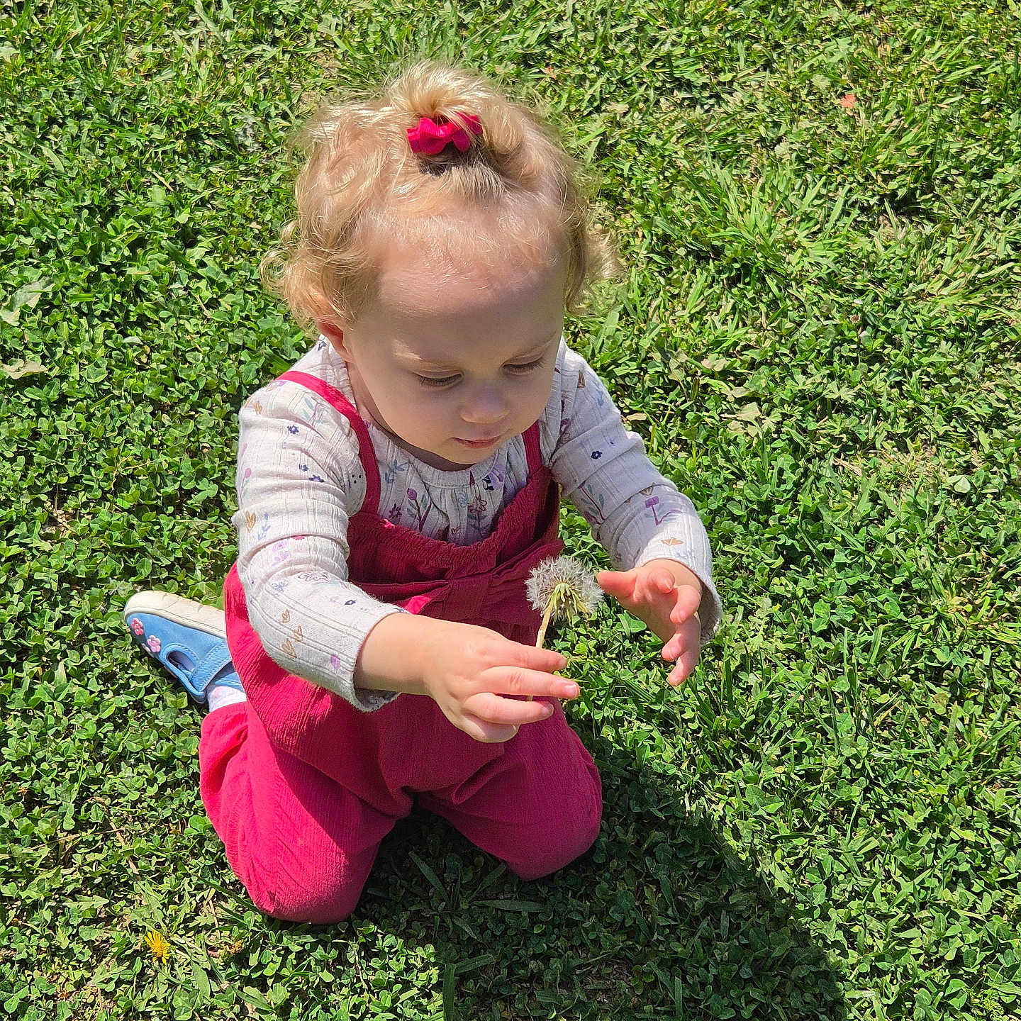 Karlene is registered to the contest to win money with this photo: child, curly_hair, cute, dandelion, daylight, exploring, flower, grass, greenery, kneeling, long_sleeve_shirt, nature, outdoor, pink_overall, playing, red_hair_bow, shadow, sneakers, sunlight, toddler