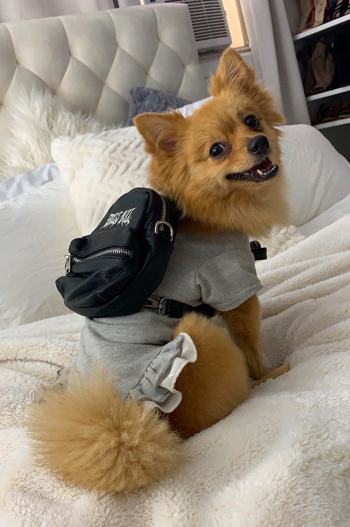 Kimchee is registered to the contest to win money with this photo: canidae, carnivore, comfort, companion_dog, dog, dog_breed, dog_clothes, dog_supply, fawn, felidae, fur, snout, stuffed_toy, textile, toy, toy_dog, vertebrate, whiskers, white, working_animal