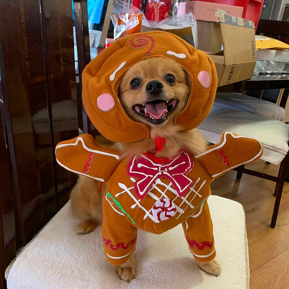Kimchee is registered to the contest to win money with this photo: art, carnivore, chair, companion_dog, dog, eyewear, fawn, fictional_character, flooring, fur, happy, hat, mascot, orange, selfie, smile, snout, stuffed_toy, toy, wood