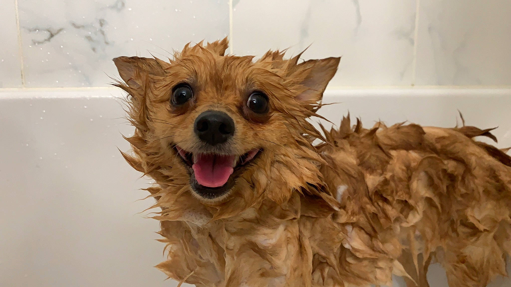 Kimchee is registered to the contest to win money with this photo: australian_terrier, canidae, carnivore, companion_dog, dog, dog_breed, fang, fashion_accessory, fawn, fur, liver, small_terrier, smile, snout, sporting_group, terrestrial_animal, terrier, toy_dog, whiskers, working_animal