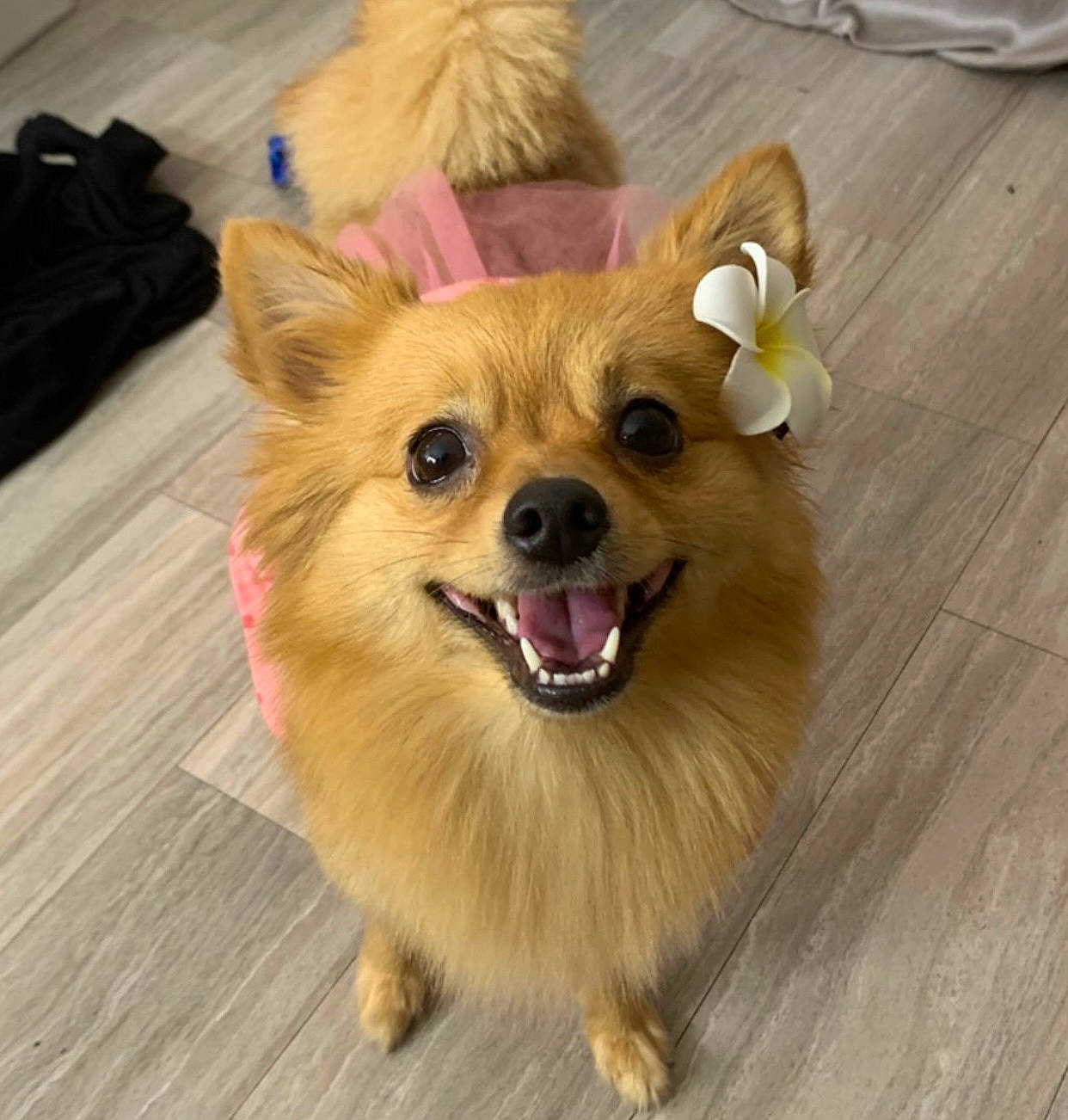 Kimchee joined the competition — help win amazing prizes! bag, carnivore, clock, companion_dog, dog, dog_breed, dog_supply, fashion_accessory, fawn, flooring, german_spitz, hardwood, luggage_and_bags, snout, spitz, tableware, toy_dog, whiskers, wood, wood_stain