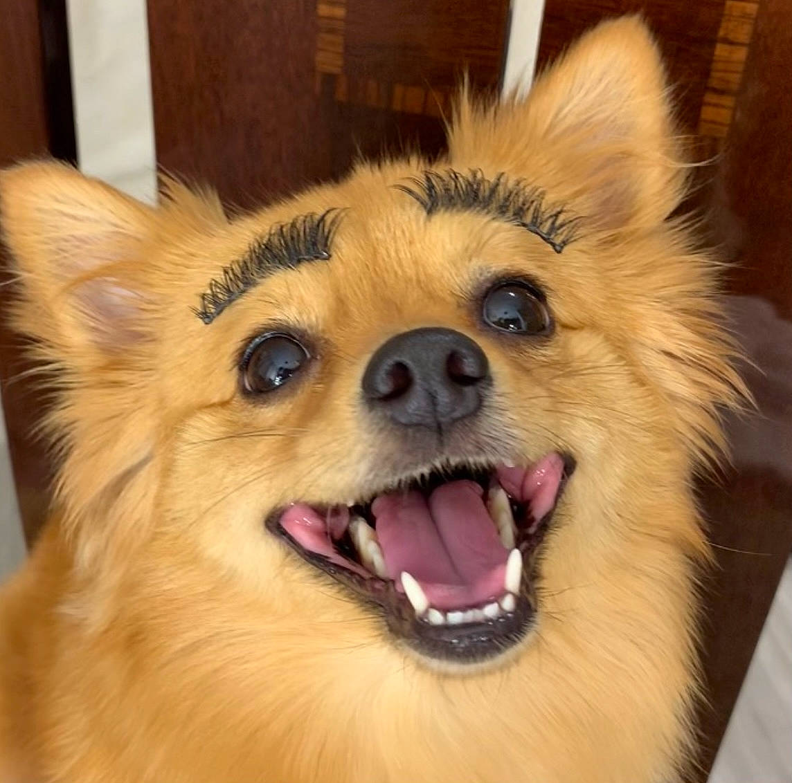 Kimchee is registered to the contest to win money with this photo: carnivore, companion_dog, dog, dog_breed, ear, eye, fawn, fur, german_spitz, german_spitz_klein, german_spitz_mittel, iris, nose, smile, snout, spitz, sporting_group, toy_dog, whiskers, working_animal