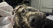 Haze joined the competition — help win amazing prizes! dog, pet, close_up, bedroom, quilt, blanket, indoor, resting, fur, snout, nose, ears, expression, cozy, room, chair, furniture, window_blinds, relaxation, animal