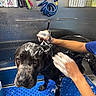 Haze joined the competition — help win amazing prizes! dog, black_dog, bath, soap, grooming, hands, blue_floor, pet_care, wet_fur, animal, shower_station, cleaning, bathroom, fur, scrubbing, pet, tub, water, person, blue_sleeve