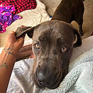 Haze joined the competition — help win amazing prizes! dog, close_up, pet, animal, brown_dog, indoor, carpet, blanket, hand, ear, curious, looking_up, cozy, home, soft_texture, tattoo, human_hand, floor, furniture, resting