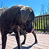 Haze joined the competition — help win amazing prizes! dog, canine, outdoor, deck, wood, sunlight, blue_sky, trees, pet, animal, licking, shadow, daylight, nature, fur, ears, snout, paws, curious, quiet