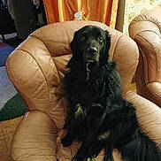 Paco a rejoint le concours — aidez-le/la à gagner de superbes lots ! dog, black_dog, leather_chair, indoor, curtain, orange_curtain, furniture, pet, sitting, fluffy, long_hair, white_patch, vintage_wallpaper, cozy_room, paw, tail, looking, home, relaxed, animal