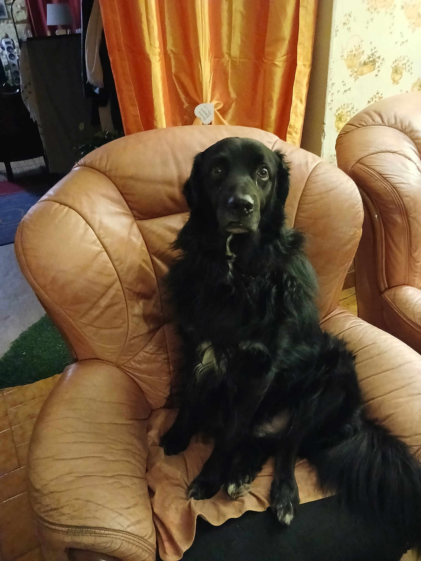 Paco a rejoint le concours — aidez-le/la à gagner de superbes lots ! dog, black_dog, leather_chair, indoor, curtain, orange_curtain, furniture, pet, sitting, fluffy, long_hair, white_patch, vintage_wallpaper, cozy_room, paw, tail, looking, home, relaxed, animal