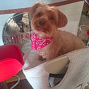 Paco Bermudez participe au concours pour gagner de l'argent avec cette photo : dog, bandana, chair, blanket, indoor, pet, furniture, floor, red, curious, cozy, reflection, table, glass, counter, domestic, cute, fur, small_dog, looking_up