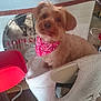 bandana, blanket, chair, counter, cozy, curious, cute, dog, domestic, floor, fur, furniture, glass, indoor, looking_up, pet, red, reflection, small_dog, table