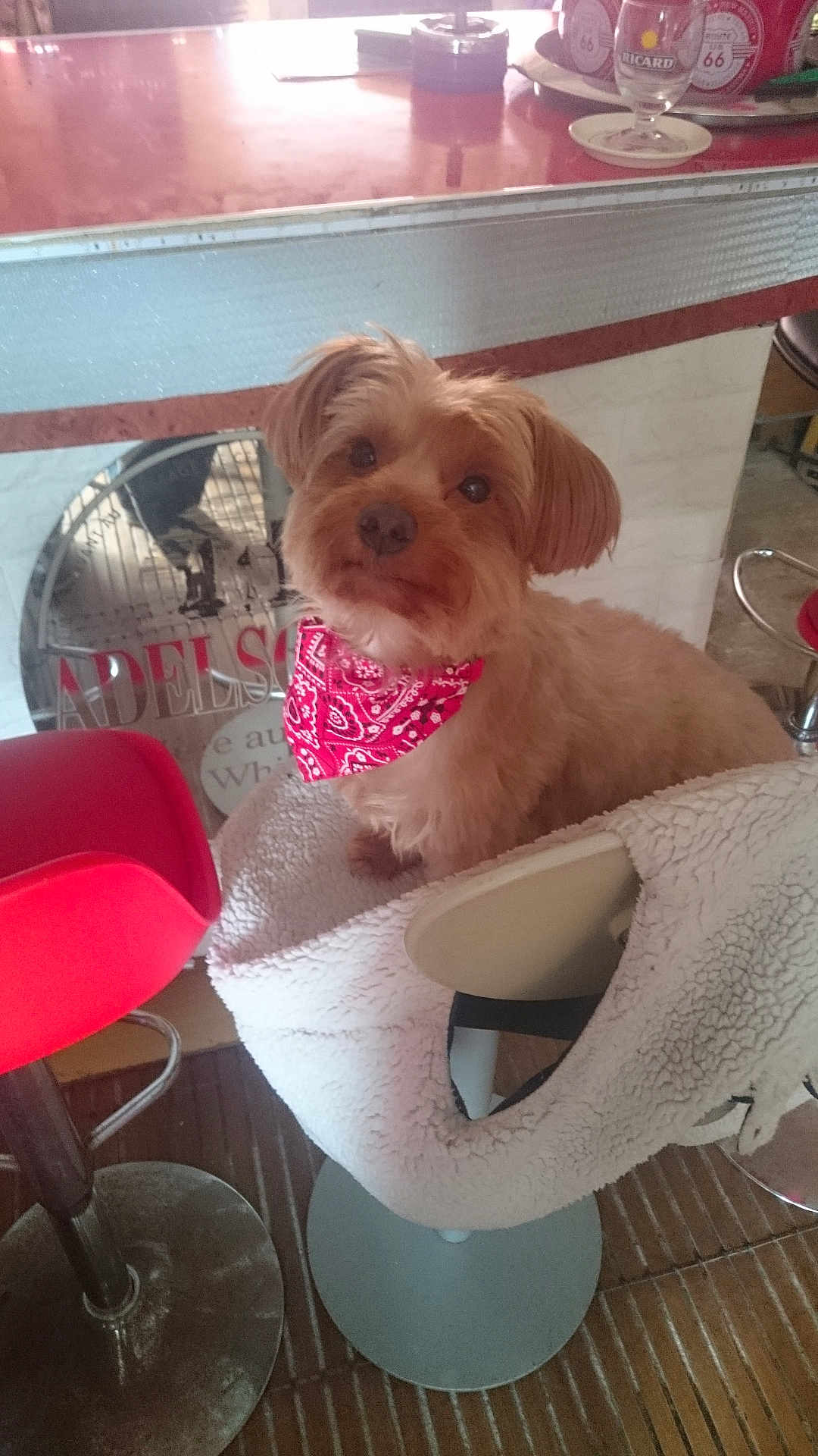 Paco Bermudez participe au concours pour gagner de l'argent avec cette photo : dog, bandana, chair, blanket, indoor, pet, furniture, floor, red, curious, cozy, reflection, table, glass, counter, domestic, cute, fur, small_dog, looking_up