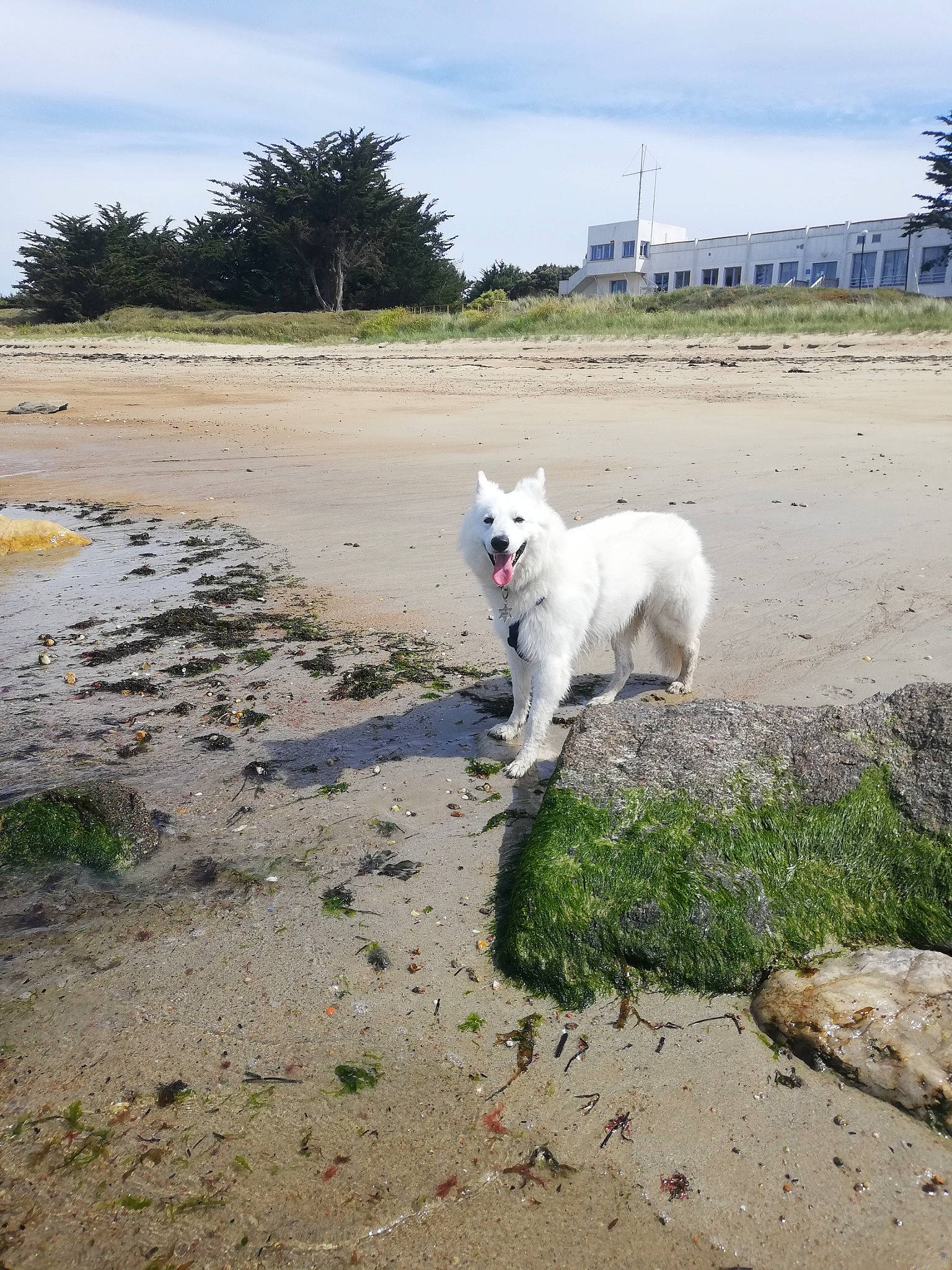 Paco a rejoint le concours — aidez-le/la à gagner de superbes lots ! beach, canidae, carnivore, cloud, coast, companion_dog, dog, dog_breed, fawn, grass, horizon, landscape, ocean, plant, sky, sporting_group, tail, tree, water, wind