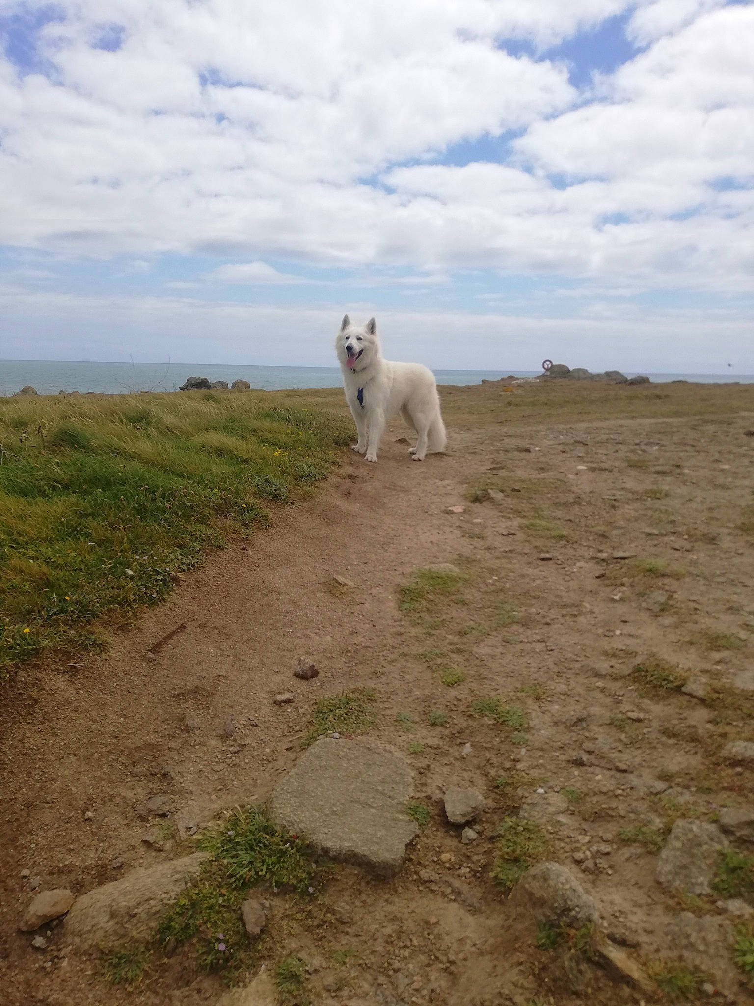 Paco a rejoint le concours — aidez-le/la à gagner de superbes lots ! canidae, carnivore, cloud, companion_dog, dog, dog_breed, fawn, grass, grassland, horizon, landscape, natural_environment, pasture, plain, sand, shore, sky, sporting_group, wilderness, working_animal
