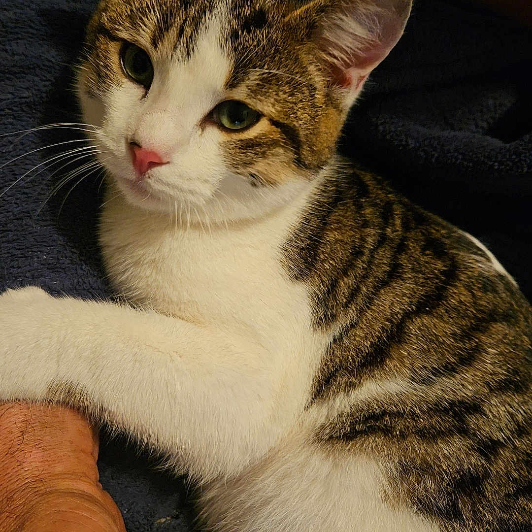 Nala participe au concours pour gagner de l'argent avec cette photo : animal, blanket, cat, closeup, comfort, domestic_animal, friendship, fur, hand, human_hand, indoor, paw, pet, relaxed, resting, smartphone, tabby_cat, technology, whiskers, white_fur