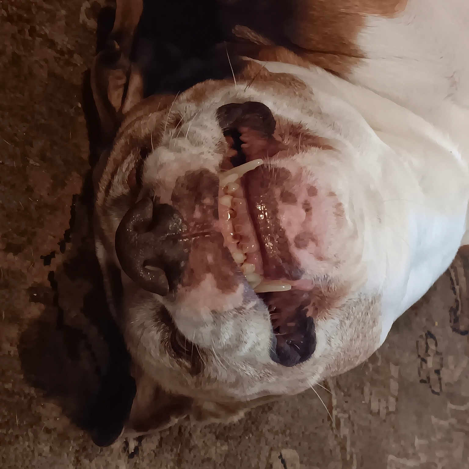 Chico joined the competition — help win amazing prizes! canidae, carnivore, companion_dog, dog, dog_breed, ear, fang, fawn, felidae, fur, liver, paw, snout, soil, sporting_group, terrestrial_animal, whiskers, wildlife, working_animal, wrinkle