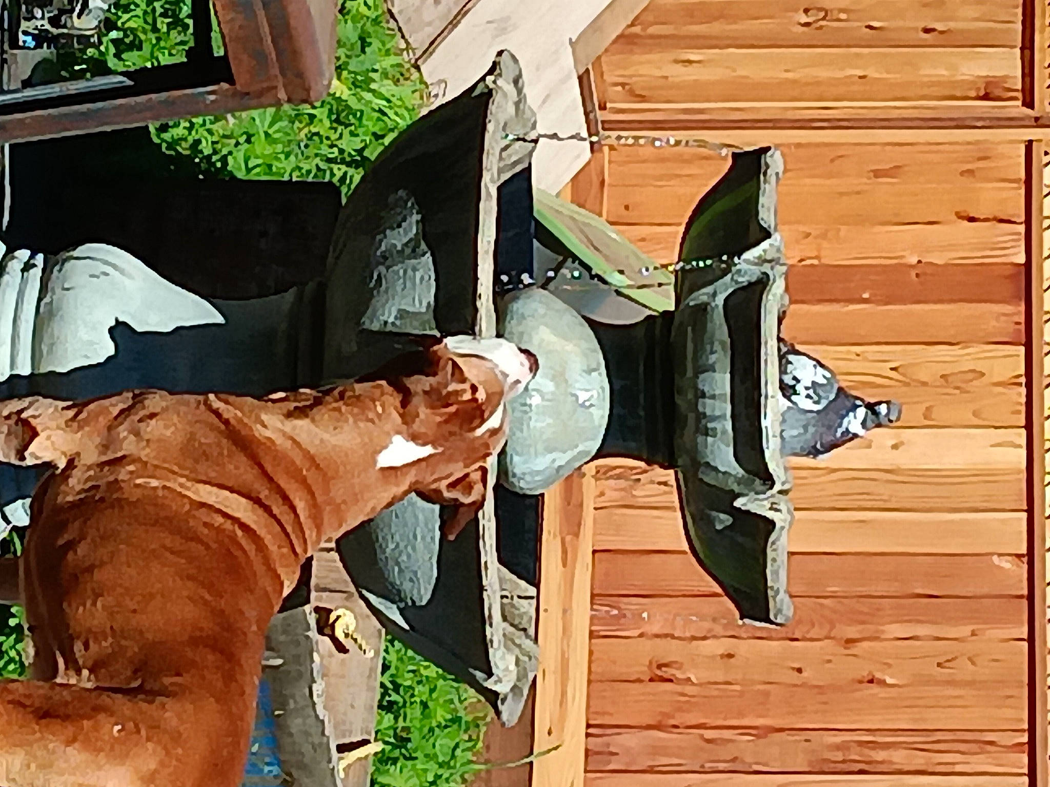 Chico joined the competition — help win amazing prizes! art, drawing, fiction, fictional_character, gesture, hat, illustration, painting, plant, visual_arts, wood