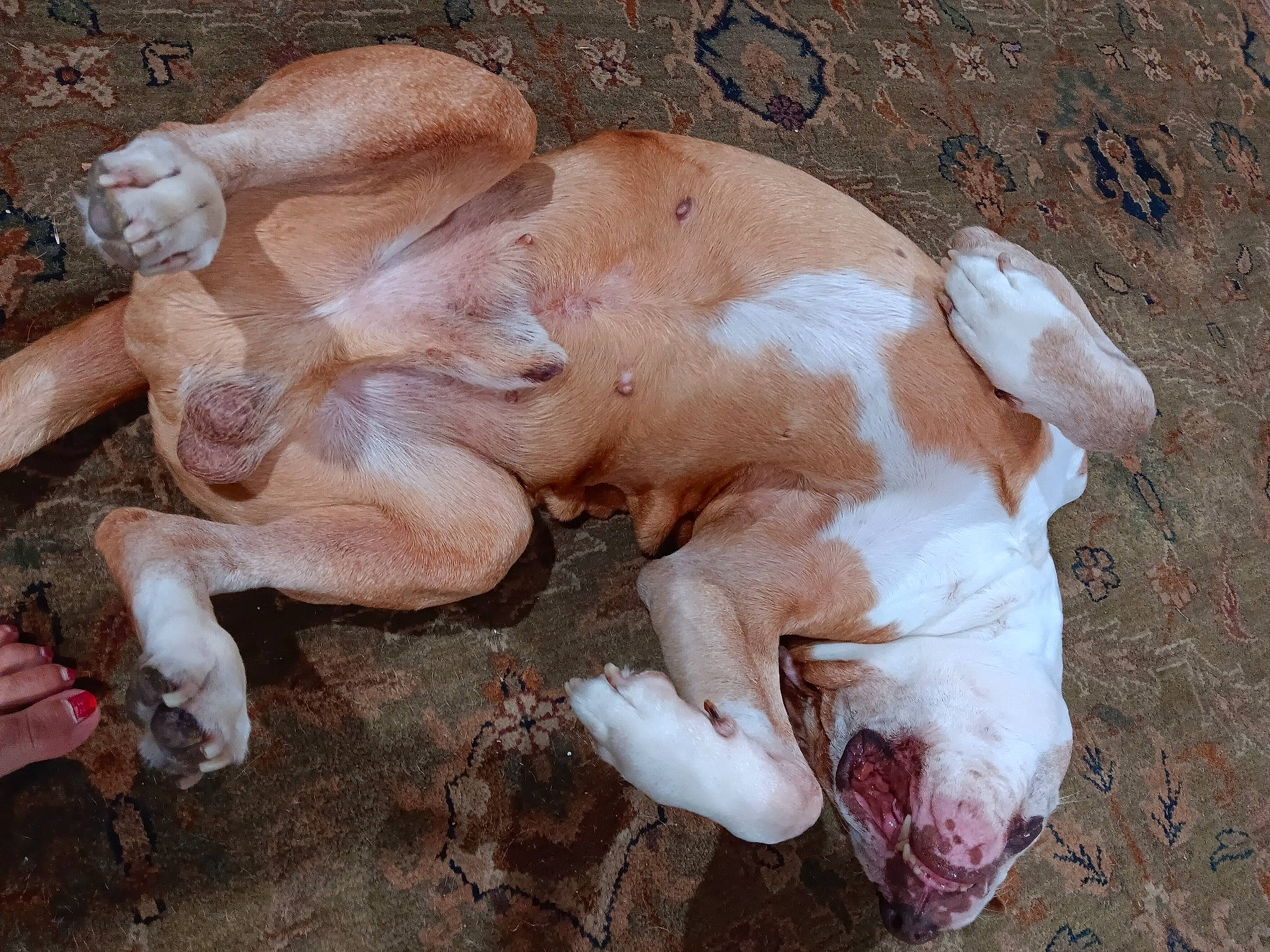 Chico joined the competition — help win amazing prizes! canidae, companion_dog, dog, dog_breed, fawn, head, liver, livestock, non_sporting_group, snout, sporting_group, suidae, terrestrial_animal, wildlife, working_animal