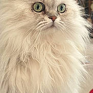Daisey joined the competition — help win amazing prizes! alert, animal_face, cat, closeup, companion, cute, domestic_animal, feline, fluffy, fur, green_eyes, household, indoor, long_hair, mammal, pet, portrait, sitting, soft, whiskers