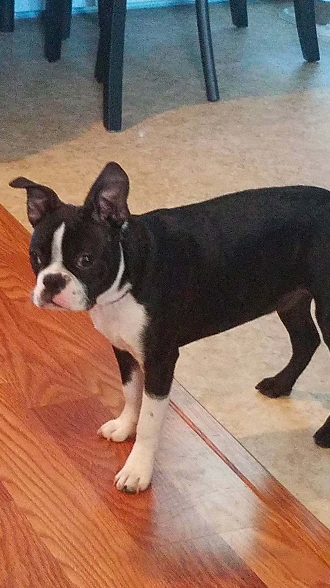 Darwin is registered to the contest to win money with this photo: american_staffordshire_terrier, boston_terrier, bull_and_terrier, canidae, carnivore, companion_dog, dog, dog_breed, fawn, french_bulldog, mammal, molosser, non_sporting_group, snout, tail, vertebrate