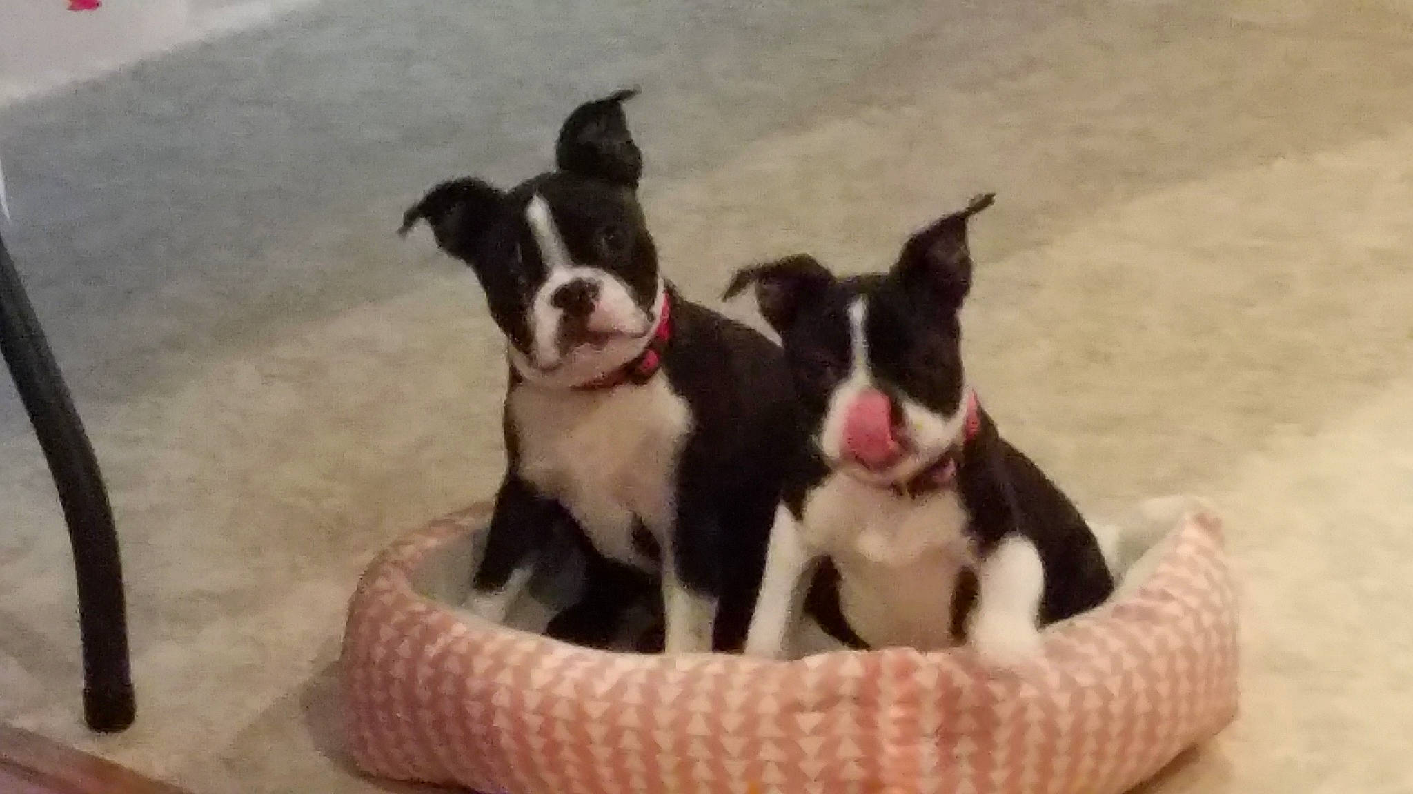 Darwin is registered to the contest to win money with this photo: american_staffordshire_terrier, boston_terrier, canidae, carnivore, companion_dog, dog, dog_breed, fawn, french_bulldog, mammal, molosser, non_sporting_group, puppy, snout, vertebrate