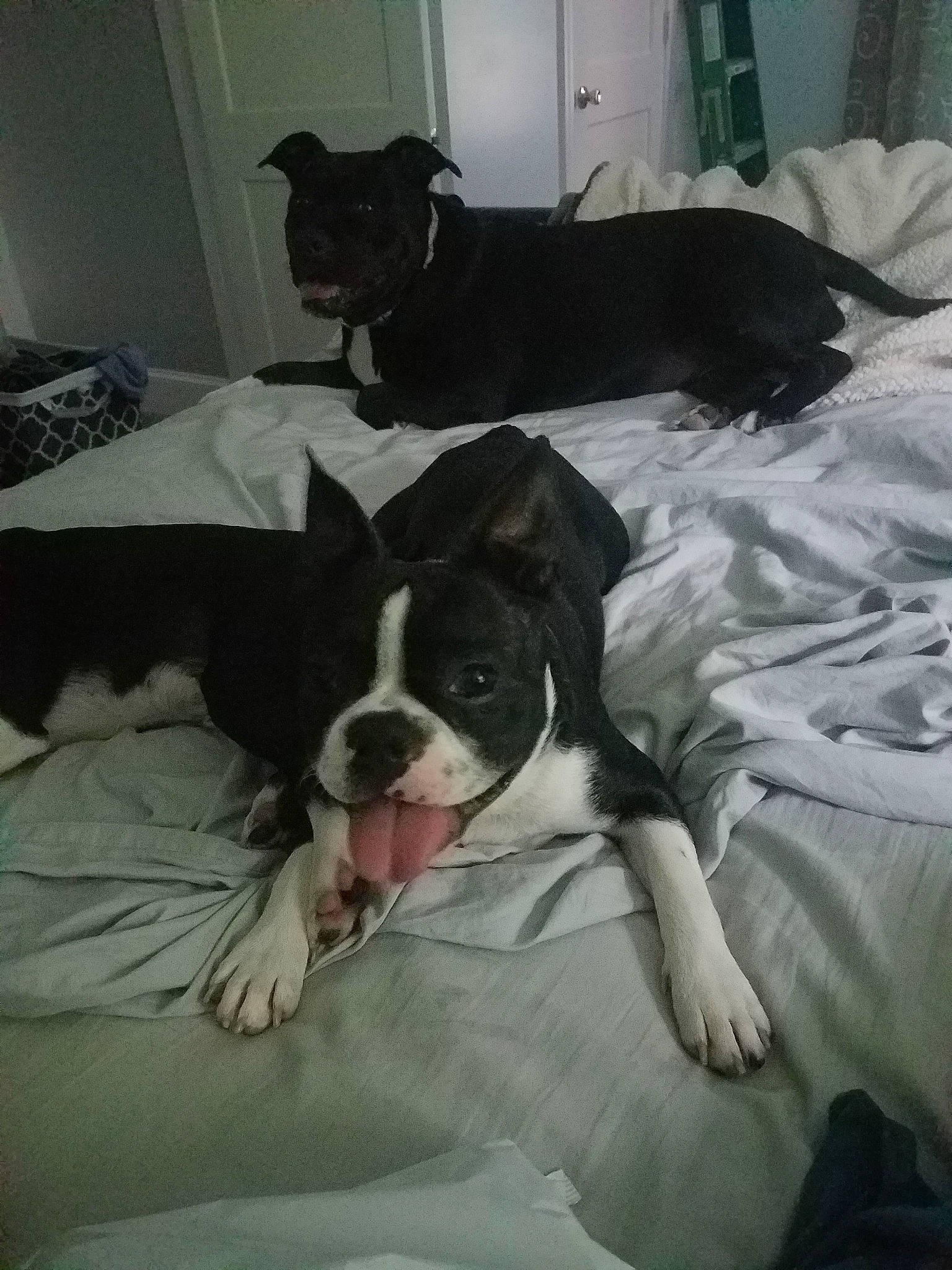 Darwin joined the competition — help win amazing prizes! american_pit_bull_terrier, american_staffordshire_terrier, boston_terrier, canidae, carnivore, companion_dog, dog, dog_breed, fawn, french_bulldog, mammal, molosser, non_sporting_group, puppy, snout, sporting_group, valley_bulldog, vertebrate