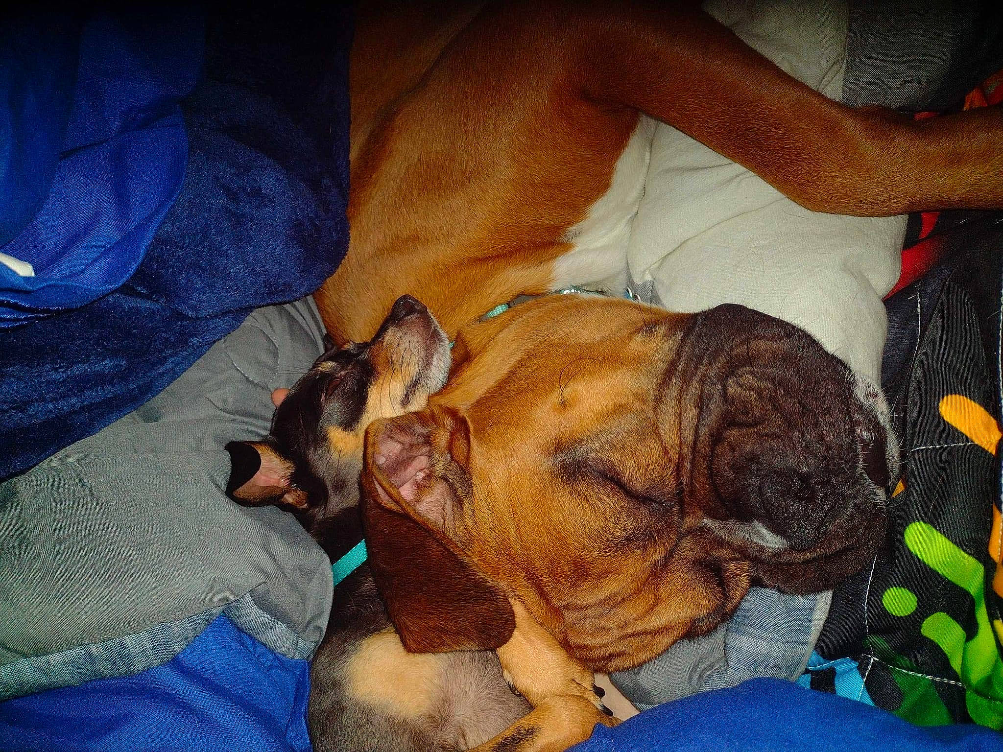 Wriggly joined the competition — help win amazing prizes! bulldog, canidae, carnivore, comfort, companion_dog, dog, dog_breed, ear, fawn, fur, human_leg, nail, nap, paw, snout, sporting_group, terrestrial_animal, toy_dog, whiskers, wrinkle