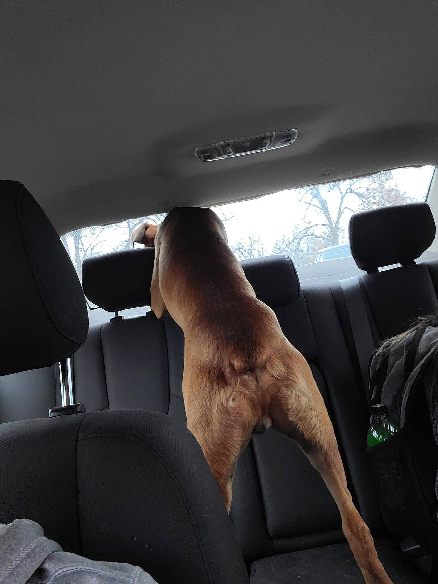 Wriggly is registered to the contest to win money with this photo: automotive_design, automotive_exterior, automotive_mirror, car, car_seat, car_seat_cover, finger, gesture, hand, head_restraint, hood, motor_vehicle, personal_luxury_car, rear_view_mirror, steering_part, steering_wheel, tints_and_shades, vehicle, vehicle_door, window