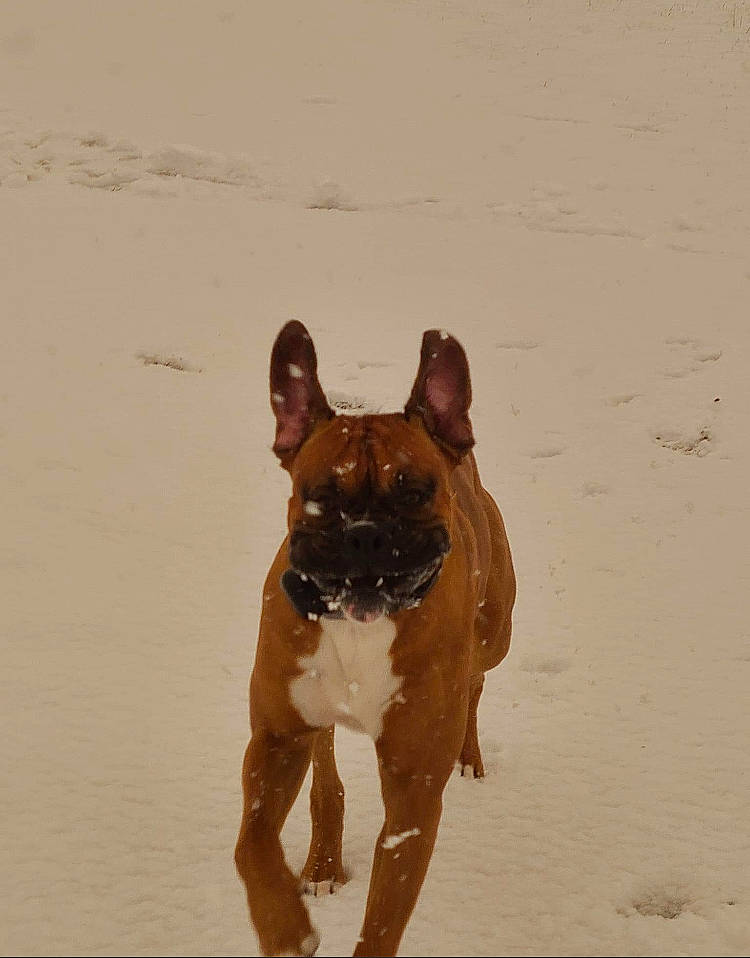 Wriggly is registered to the contest to win money with this photo: ancient_dog_breeds, art, brown, canidae, carnivore, collar, companion_dog, dog, dog_breed, dog_collar, fawn, liver, non_sporting_group, snout, sporting_group, tail, terrestrial_animal, toy_dog, working_animal, working_dog