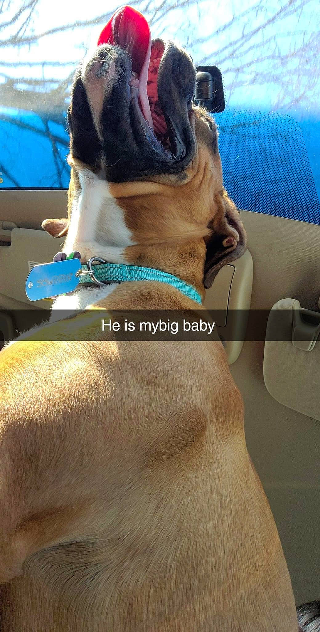 Wriggly joined the competition — help win amazing prizes! blue, bridle, carnivore, collar, comfort, companion_dog, dog, dog_breed, dog_collar, electric_blue, fawn, fur, horse_tack, human_leg, leash, liver, pack_animal, pet_supply, snout, working_animal