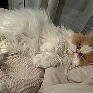 Hubert is registered to the contest to win money with this photo: cat, fluffy, white, orange, pet, sleepy, cozy, indoor, blanket, fur, animal, resting, cute, whiskers, bed, soft, relaxed, domestic, feline, comfort