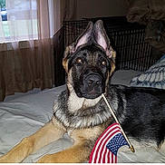 Logan is registered to the contest to win money with this photo: dog, german_shepherd, puppy, flag, american_flag, bed, indoor, pet, canine, animal, crate, curtain, window, fur, ears, lying_down, domestic, cute, young, home