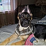 dog, german_shepherd, puppy, flag, american_flag, bed, indoor, pet, canine, animal, crate, curtain, window, fur, ears, lying_down, domestic, cute, young, home
