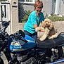 casual_clothing, curly_fur, dog, fence, gate, glasses, hand, leisure, motorcycle, outdoor, pet, sidewalk, smile, street, sunlight, transportation, triumph, urban, vehicle, woman
