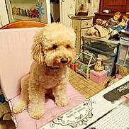 Tiago participe au concours pour gagner de l'argent avec cette photo : cabinet, chair, collar, curio, dog, doll, door, indoor, pet, pet_tag, pink_cushion, poodle, storage_box, table, tablecloth, tiled_floor, toys, vintage_decor, wallpaper, wooden_furniture