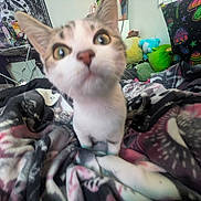 Elliot is registered to the contest to win money with this photo: animal, bedroom, blanket, cat, close_up, colorful, curious, cute, decor, fabric, feline, furniture, indoor, kitten, mushroom_pattern, patterned, pet, plush_toys, soft_toys, young_cat