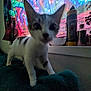 Elliot is registered to the contest to win money with this photo: cat, kitten, indoor, colorful_background, tapestry, bottle, window, curious, blurry, feline, animal, pet, close_up, soft_light, cozy, home, decor, young_cat, whiskers, ears