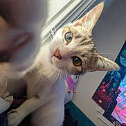 Elliot is registered to the contest to win money with this photo: cat, curious, paw, closeup, indoor, window, tapestry, plush_toy, feline, whiskers, ears, bedroom, colorful, soft_light, pet, animal, cute, looking, furry, young_cat