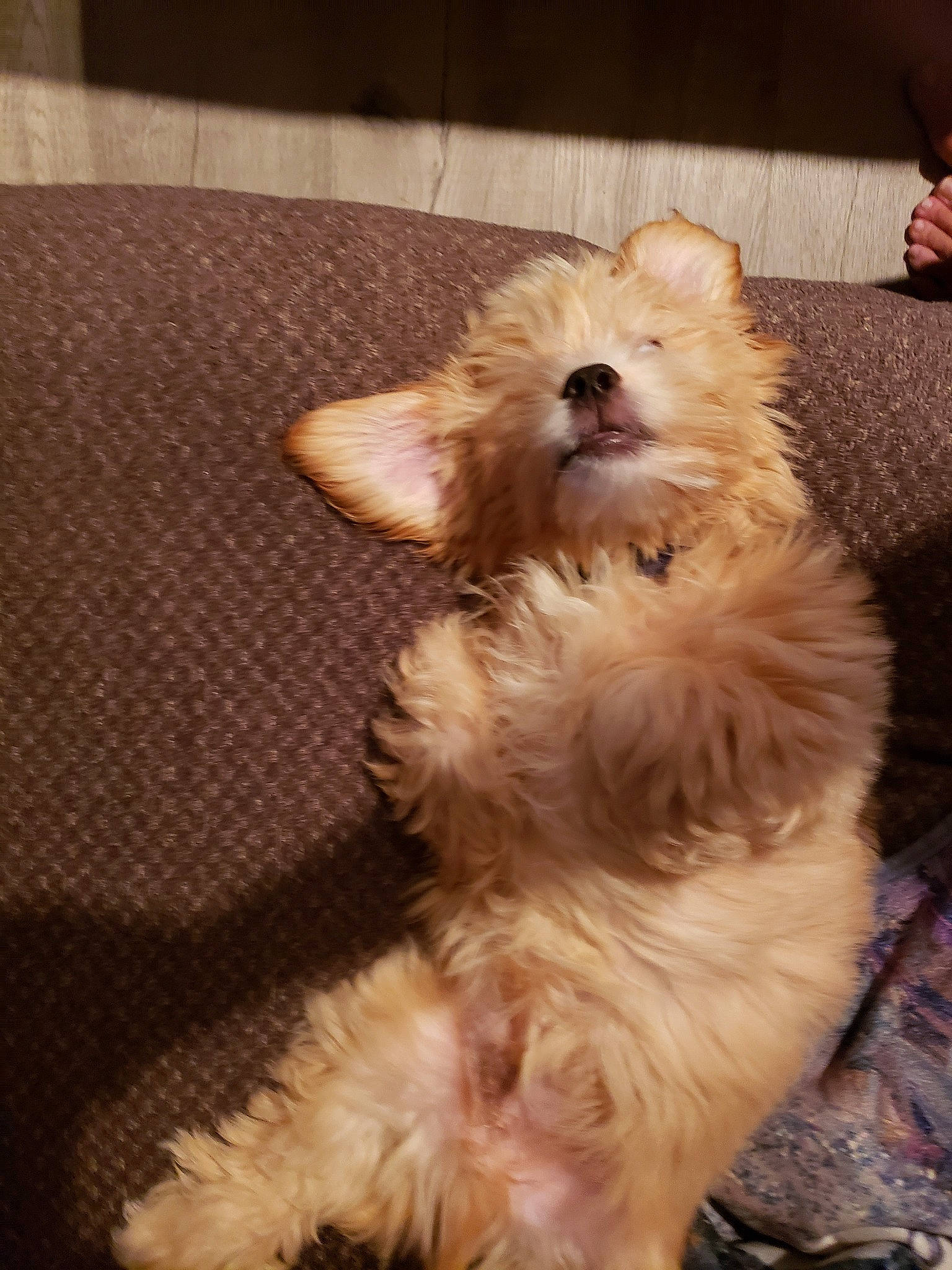 Conner is registered to the contest to win money with this photo: cairn_terrier, canidae, carnivore, cockapoo, dog, dog_breed, fawn, glen_of_imaal_terrier, maltepoo, mammal, morkie, non_sporting_group, norwich_terrier, pomeranian, puppy, rare_breed_dog, schnoodle, terrier, toy_dog, west_highland_white_terrier