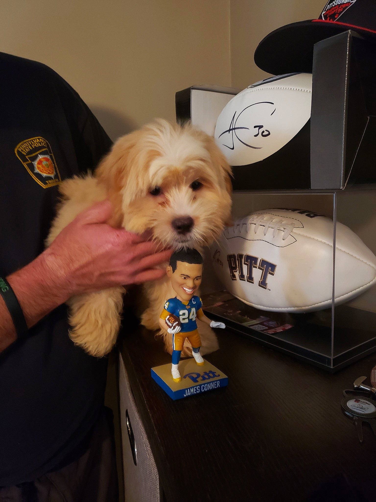 Conner joined the competition — help win amazing prizes! canidae, carnivore, cavachon, cavapoo, cockapoo, companion_dog, coton_de_tulear, dog, dog_breed, havanese, lhasa_apso, maltese, morkie, non_sporting_group, puppy, rare_breed_dog, schnoodle, shih_tzu, toy_dog, west_highland_white_terrier