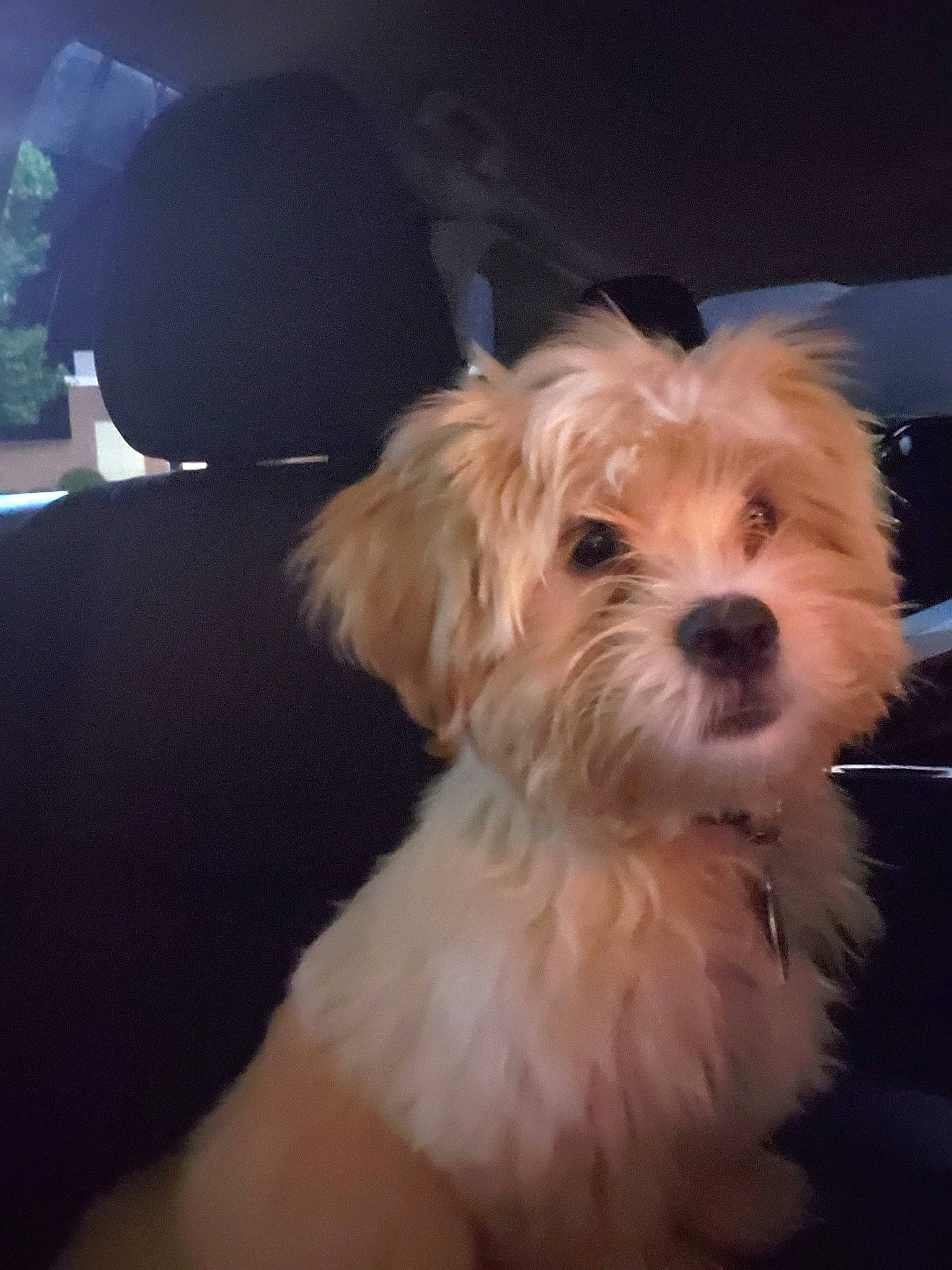 Conner joined the competition — help win amazing prizes! bolonka, canidae, carnivore, cavachon, companion_dog, dog, dog_breed, havanese, maltepoo, maltese, mammal, morkie, puppy, puppy_love, schnoodle, shih_tzu, skin, snout, toy_dog, vertebrate