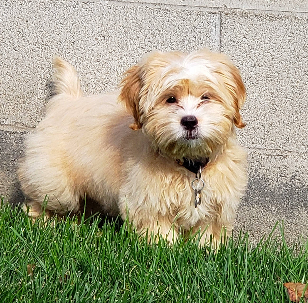 Conner is registered to the contest to win money with this photo: canidae, carnivore, chinese_imperial_dog, companion_dog, dog, dog_breed, havanese, kyi_leo, lhasa_apso, lowchen, maltepoo, maltese, mammal, morkie, norfolk_terrier, puppy, shih_tzu, sporting_lucas_terrier, terrier, vertebrate