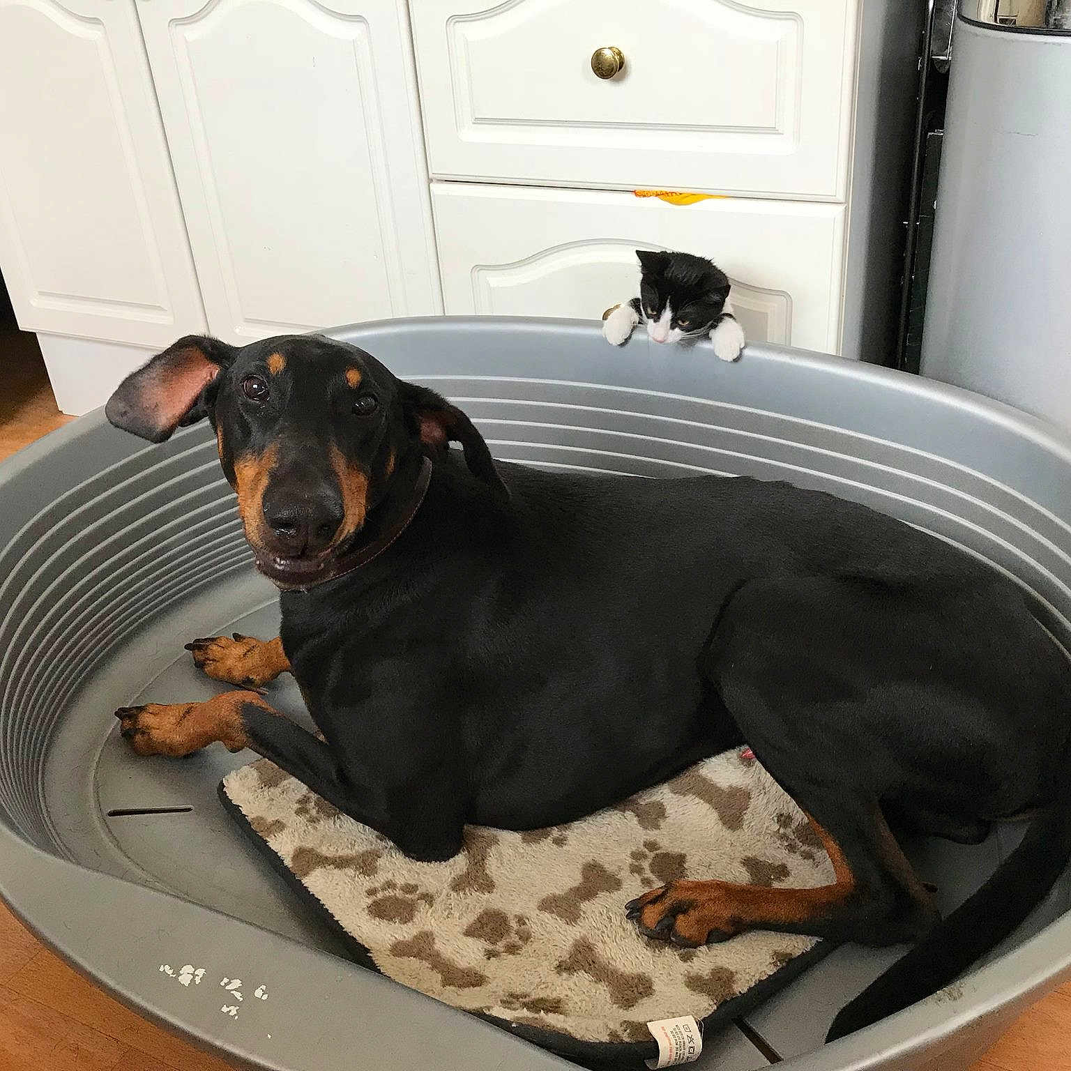 Mr D is registered to the contest to win money with this photo: carnivoran, dobermann, dog, dog_bed, dog_breed, dog_like_mammal, manchester_terrier, pinscher, snout