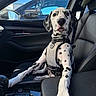 dalmatian, puppy, dog, car_interior, front_seat, harness, black_and_white, paw, curious, pet, window, side_mirror, seatbelt, dashboard, young_dog, leather_seat, vehicle, daylight, close_up, cute
