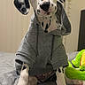 Johnny is registered to the contest to win money with this photo: dalmatian, puppy, dog, hoodie, pet, bed, blanket, indoor, cute, curious, black_and_white, animal, young, cozy, soft_toy, plush, pet_clothing, sitting, portrait, domestic