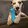 Johnny joined the competition — help win amazing prizes! dalmatian, puppy, dog, chewing, toy, blue_toy, couch, indoor, pet, animal, playful, cute, spots, paw, snout, relaxed, young_dog, canine, fur, lying_down
